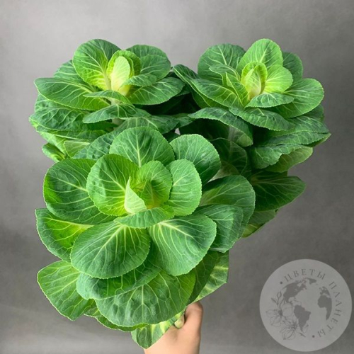 Брассика 3 шт. в магазине Цветы Планеты