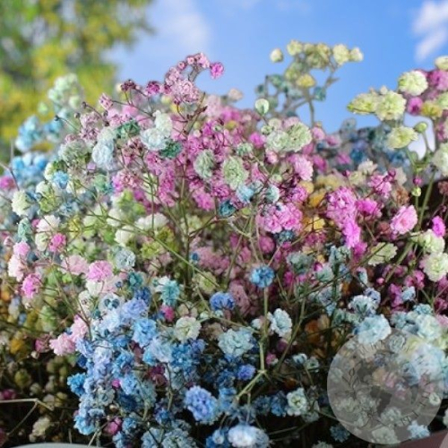 Букет из 9 гипсофил в магазине Цветы Планеты