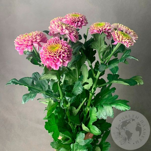 3 Хризантемы кустовых розовых