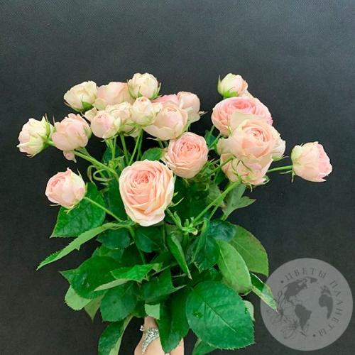 9 кустовых пионовидных роз 50 см. в магазине Цветы Планеты