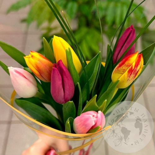Букет из 7 тюльпанов mix в магазине Цветы Планеты