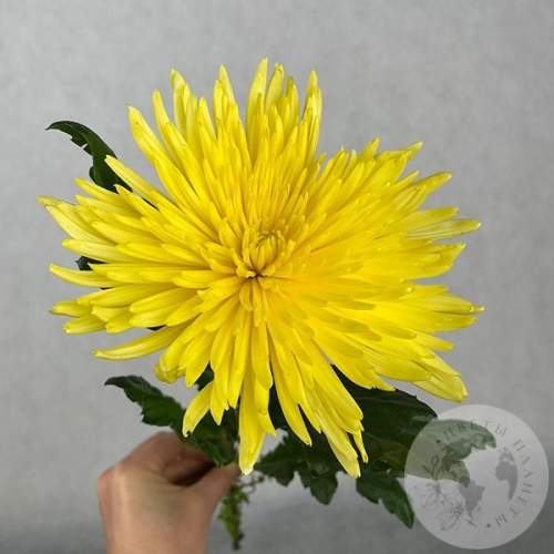 Хризантема желтая