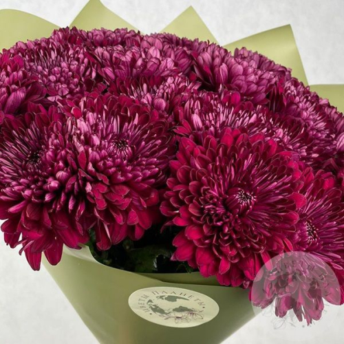21 хризантема бордовая