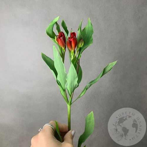 Альстромерия красная