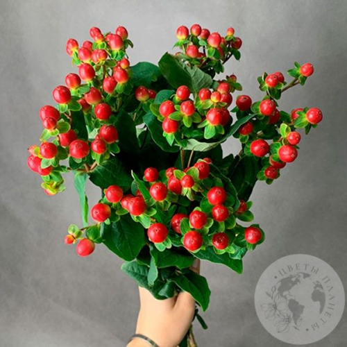 Гиперикум красный 7 шт. в магазине Цветы Планеты