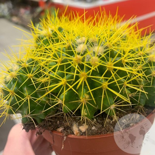 Эхинокактус Грузони золотой