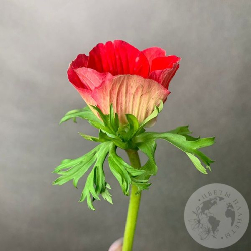 Анемон в магазине Цветы Планеты