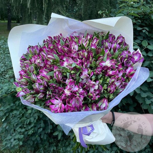 Букет из 51 альстромерии фиолетовой