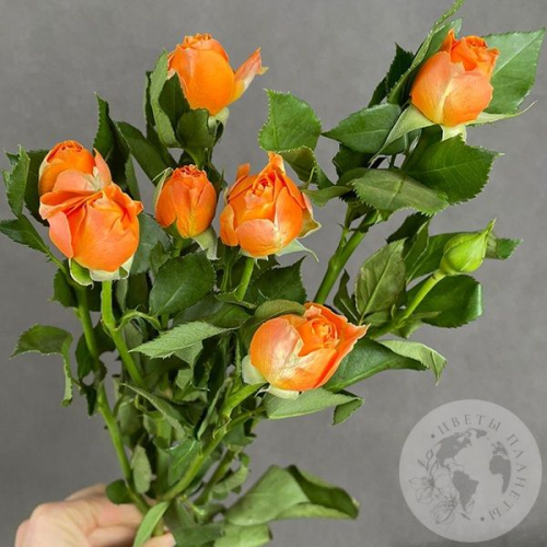 Кустовая роза оранжевая 60 см. в магазине Цветы Планеты