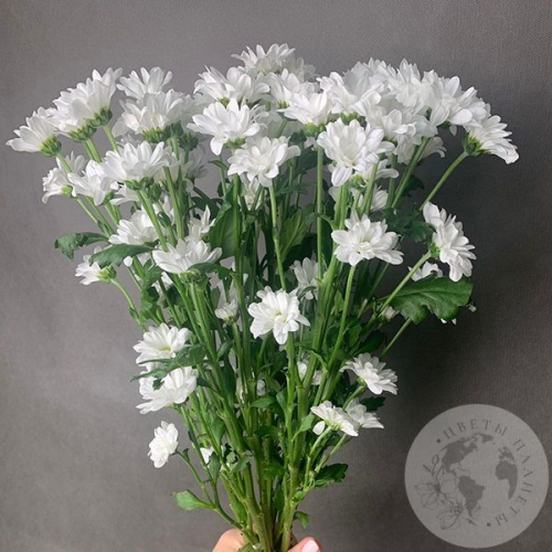 9 белых Сантини