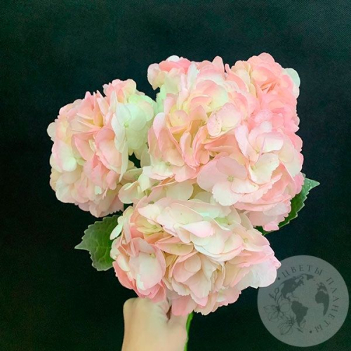 Гортензия розовая