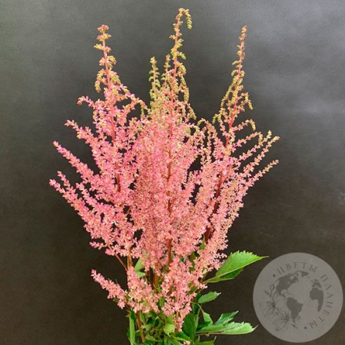 Астильба розовая 5 шт. в магазине Цветы Планеты