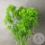 Трахелиум зеленый 5 шт. в магазине Цветы Планеты