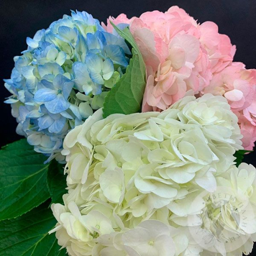 3 гортензии микс