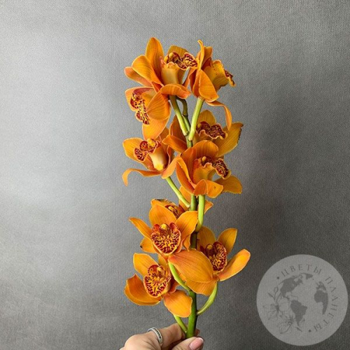 Орхидея мини рыжая