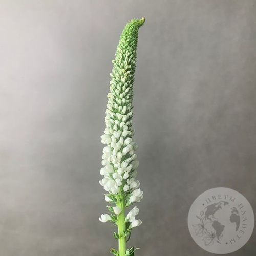 Вероника белая в магазине Цветы Планеты