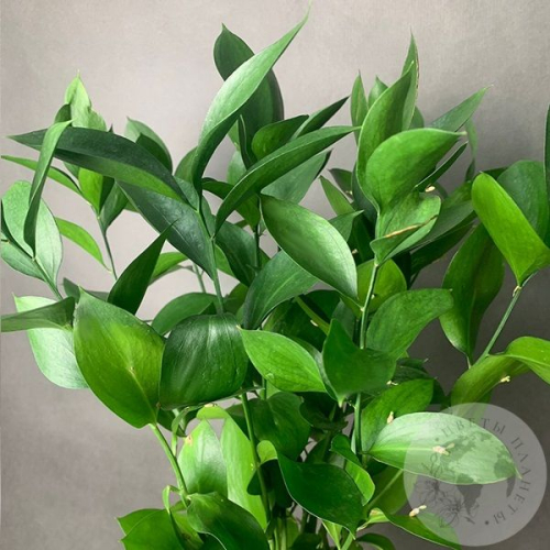 Рускус 11 шт. в магазине Цветы Планеты