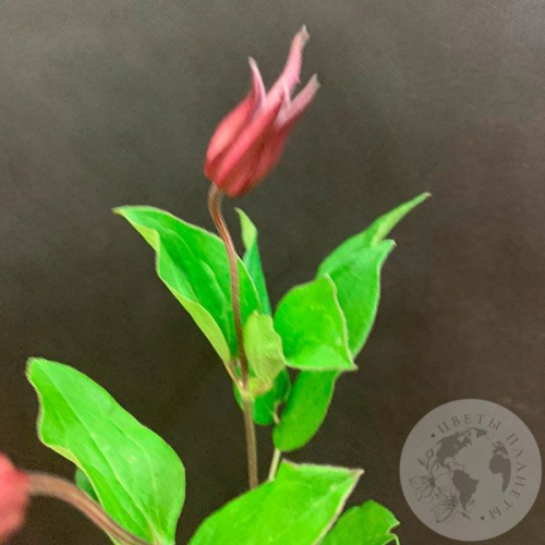 Клематис в магазине Цветы Планеты