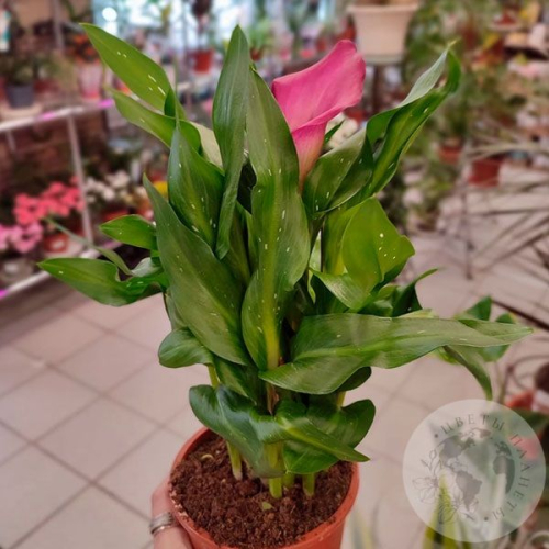 Каллы домашние