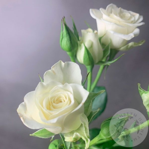 Кустовая роза белая в магазине Цветы Планеты
