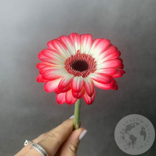 Гербера мини красно-белая