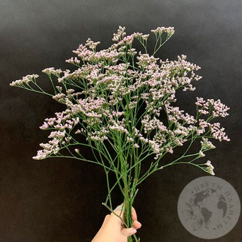 Лимониум розовый 5 шт. в магазине Цветы Планеты