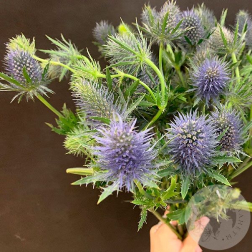 Эрингиум 9 шт. в магазине Цветы Планеты
