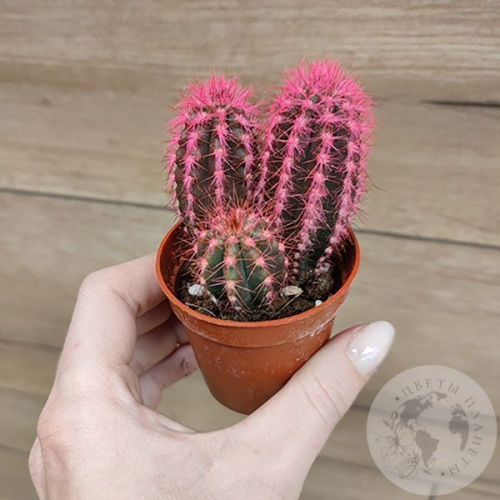 Кактус мини розовый в магазине Цветы Планеты