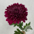 Хризантема бордовая