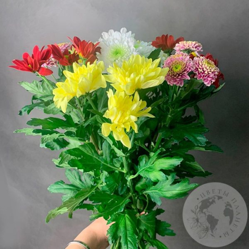 9 Хризантем кустовых MIX в магазине Цветы Планеты