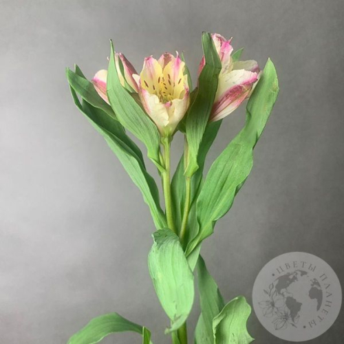 Альстромерия желто-розовая