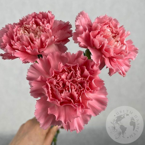 3 гвоздики розовых в магазине Цветы Планеты