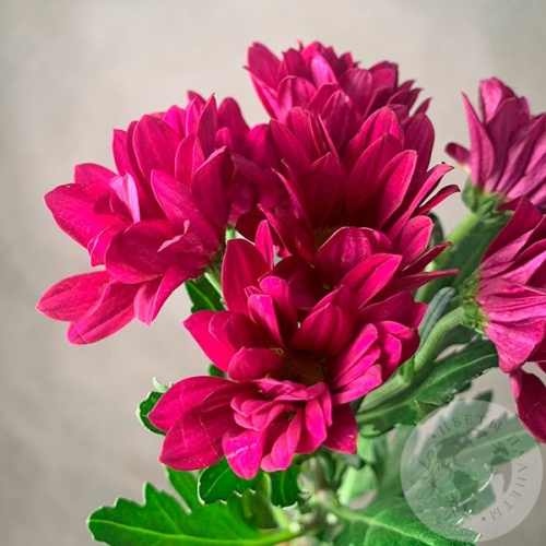 Хризантема кустовая фуксия