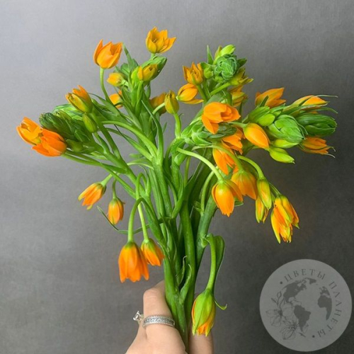 Орнитогалум оранжевый 9 шт. в магазине Цветы Планеты