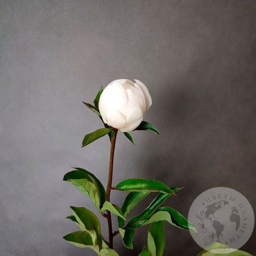 Пион белый российский в магазине Цветы Планеты