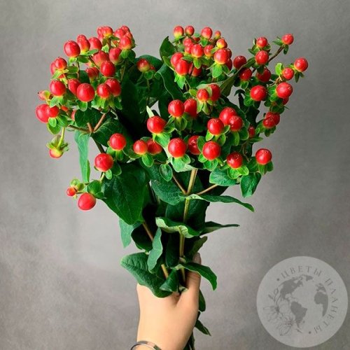 Гиперикум красный 7 шт. в магазине Цветы Планеты