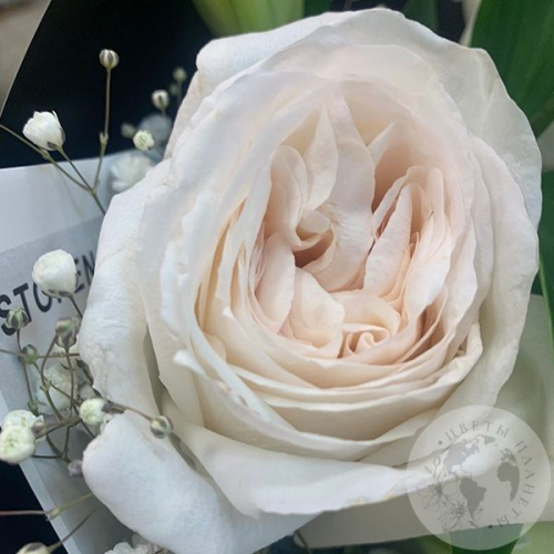 Букет из роз, лилии и гипсофилы "Нежное утро"