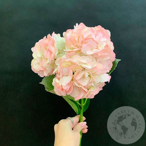 Гортензия розовая