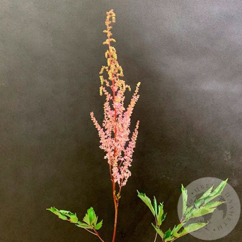 Астильба розовая в магазине Цветы Планеты