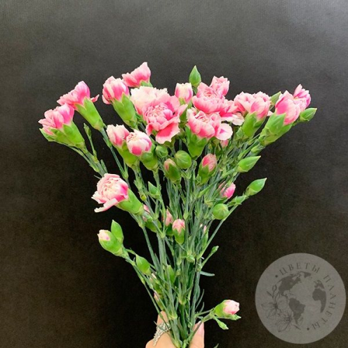 9 гвоздик кустовых бело-розовых