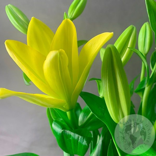 3 Золотые лилии