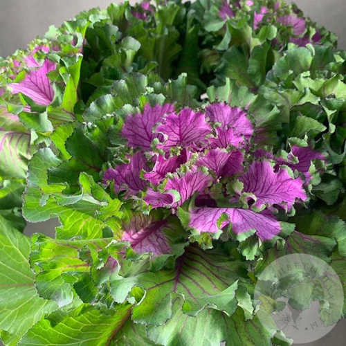 Брассика фиолетовая 5 шт. в магазине Цветы Планеты