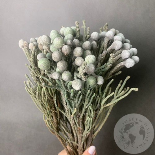 7 бруний в магазине Цветы Планеты