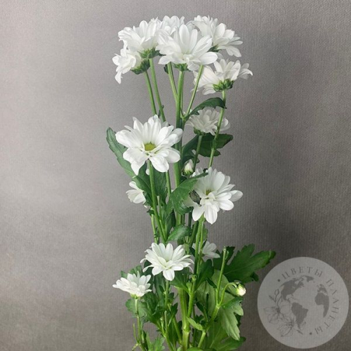 Сантини белая