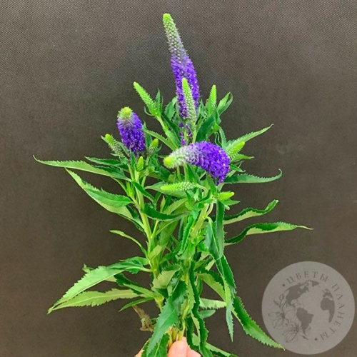 Вероника синяя 3 шт. в магазине Цветы Планеты