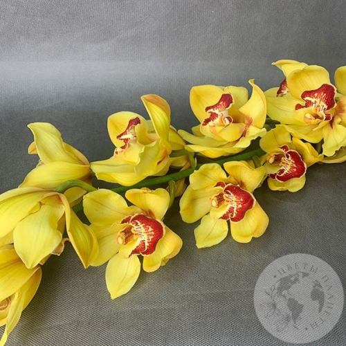 Орхидея Цимбидиум желтая