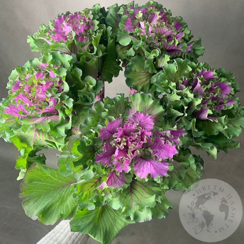 Брассика фиолетовая 5 шт. в магазине Цветы Планеты