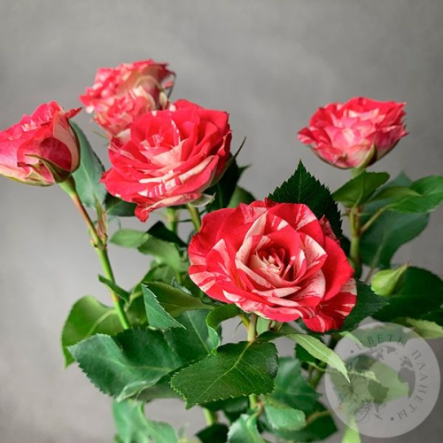 Кустовая роза бело-розовая 60 см. в магазине Цветы Планеты