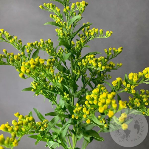 Солидаго желтый в магазине Цветы Планеты