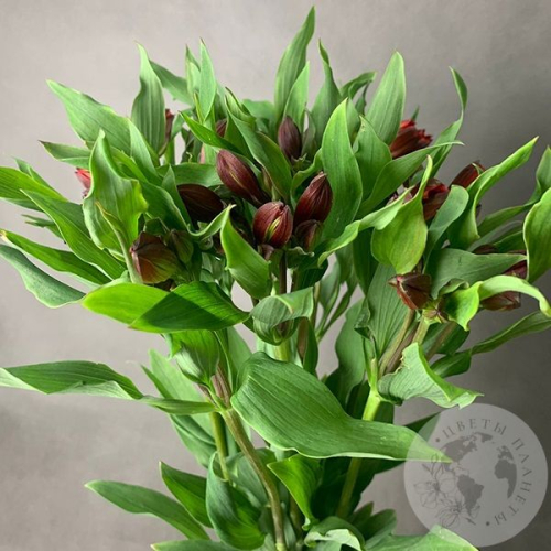 9 Альстромерий красных